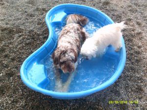 Two dogs playing in plastic pool