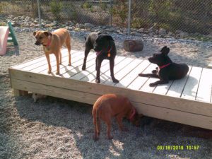 Dogs playing on raised platforms