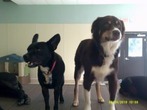 Two dogs standing on raised platform