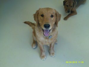 Golden retriever sitting smiling at camera