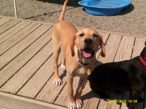 Happy dog smiling at camera