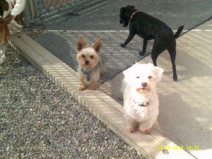 Three small dogs outside at doggy daycare