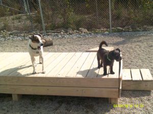 Dogs playing on raised platforms