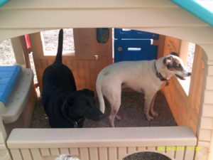 Dogs playing inside plastic house