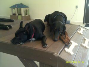 Dogs laying on raised platforms