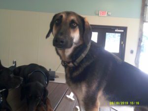 Brown dog looking at camera