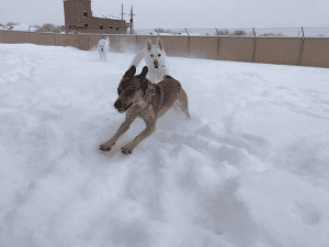 Three dogs running outside in snow