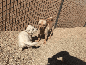 Two small dogs sniffing each other outside