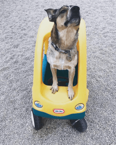 Tan dog in little tikes plastic car
