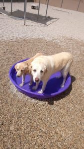 Two dogs standing in small purple plastic pool
