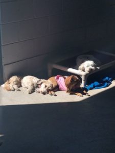 Group of small dogs laying in patch of sunshine