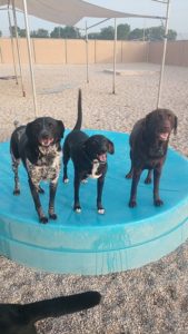 Three dogs standing on plastic raised platform