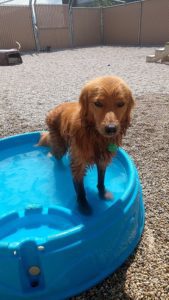 Wet dog standing in plastic pool