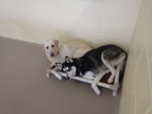 Two large dogs sharing cot