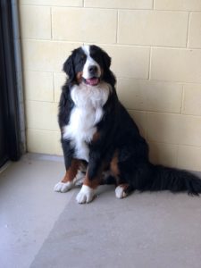 Bernese dog smiling by wall