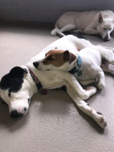 Jack Russell laying snuggled on top of larger white and black dog