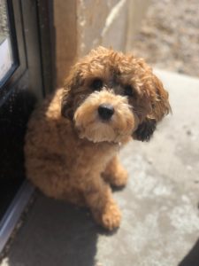 Small curly brown dog sitting by door