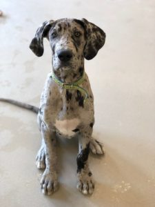 Spotted Great Dane puppy with green collar