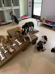 Dogs playing on raised platforms