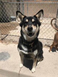 Smiling black dog with pointy ears