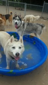 Two huskies playing in plastic pool
