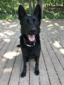 Black German Shepard smiling on wooden platform