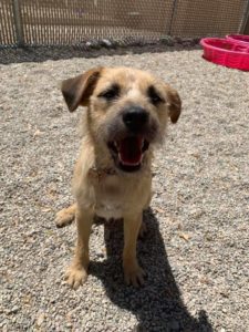 Tan wiry puppy with mouth open