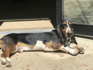 Sleepy basset hound lifting head up