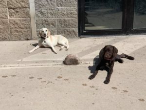 White and brown dogs laying in sunshine