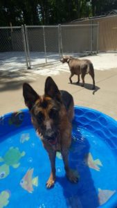 German Shepard playing in plastic pool