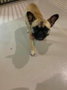 Small tan french bulldog smiling at camera