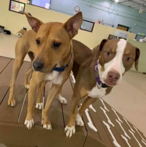 Two tan dogs on raised wooden platform