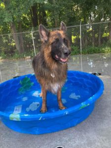 German Shepard playing in plastic pool