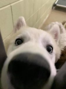 White dog nose to camera with wide eyes