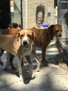 Two dogs outside at doggy daycare