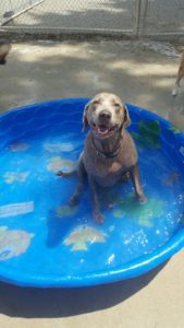 Happy gray dog sitting in plastic pool