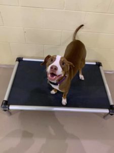 Happy brown and white dog standing on cot