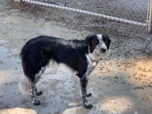 Black and white collie with side smile