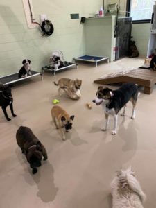Dogs playing at doggy daycare