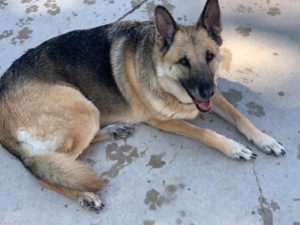 German Shepard laying on concrete