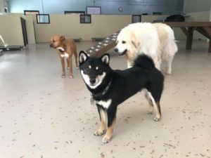 Dogs playing at doggy daycare