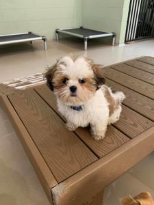 Small brown and white dog on wooden platform
