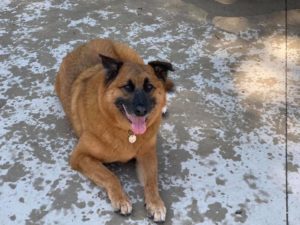 Large brown dog laying smiling at camera