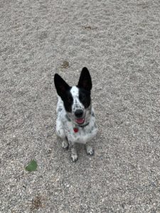 White and black dog looking at camera sitting