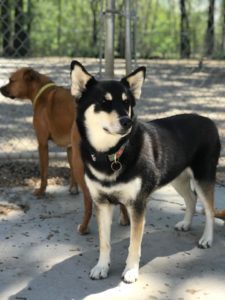 Two dogs outside at doggy daycare