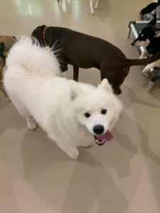 Fluffy white dog smiling with tongue out