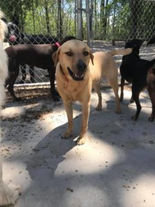 Brown dog smiling in group of dogs