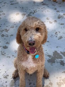 Curly dog sitting and smiling at camera