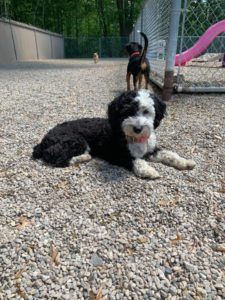 Black and white dog laying in pea stone at doggy daycare