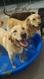 Two golden dogs smiling in plastic pool